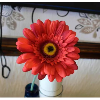 Red Gerbera Daisy Plant